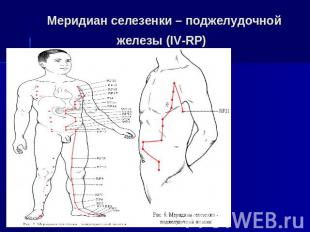 Меридиан селезенки&nbsp;– поджелудочной железы (IV-RP)
