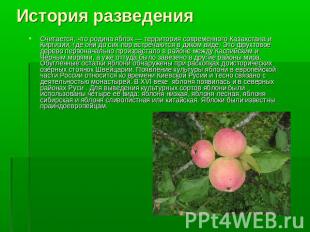 История разведения Считается, что родина яблок — территория современного Казахст