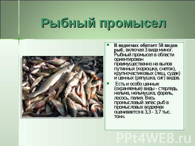 Рыбный промысел В водоемах обитает 58 видов рыб, включая 3 вида миног. Рыбный промысел в области ориентирован преимущественно на вылов путинных (корюшка, снеток), крупночастиковых (лещ, судак) и ценных (ряпушка, сиг) видов. Есть и особо ценные (охра…