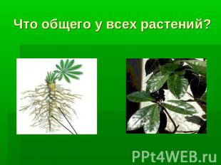 Что общего у всех растений?