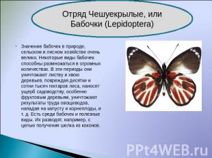 Отряд Чешуекрылые, или Бабочки (Lepidoptera) Значение бабочек в природе, сельско