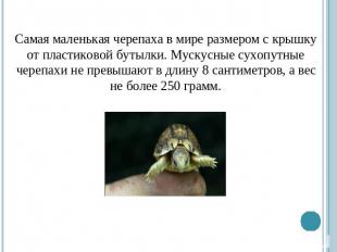 Самая маленькая черепаха в мире размером с крышку от пластиковой бутылки. Мускус