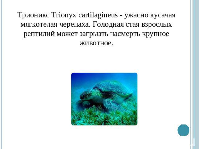Трионикс Trionyx cartilagineus - ужасно кусачая мягкотелая черепаха. Голодная стая взрослых рептилий может загрызть насмерть крупное животное.