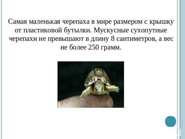 Самая маленькая черепаха в мире размером с крышку от пластиковой бутылки. Мускусные сухопутные черепахи не превышают в длину 8 сантиметров, а вес не более 250 грамм.
