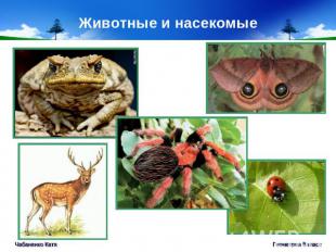 Животные и насекомые