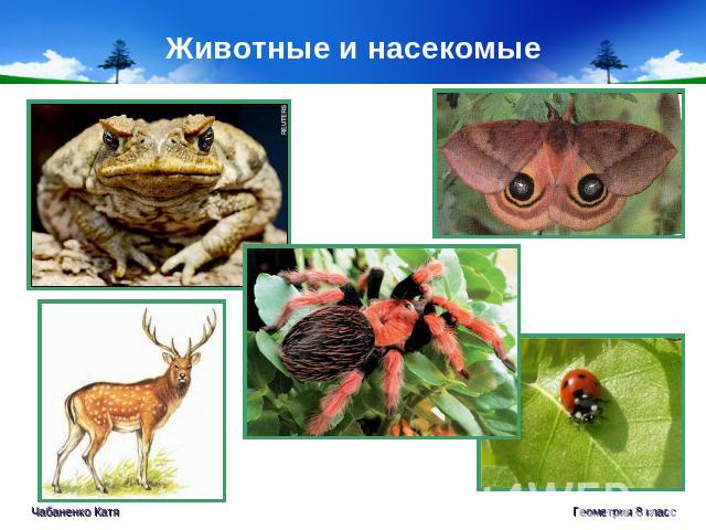 Животные и насекомые