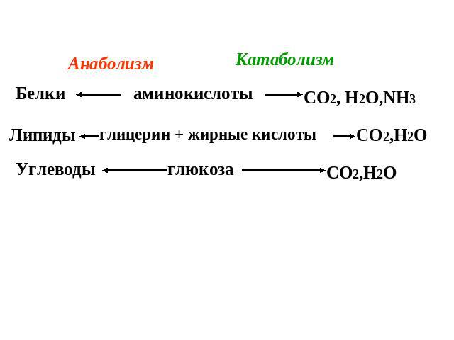 Анаболизм Катаболизм Белки аминокислоты СО2, Н2О,NH3 Липиды глицерин + жирные кислоты СО2,Н2О Углеводы глюкозаСО2,Н2О