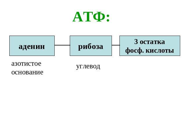 АТФ: аденин рибоза 3 остаткафосф. кислоты азотистое основание углевод