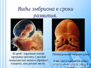 Виды эмбриона в срокиразвития. 40 дней - наружные клетки зародыша срослись с рых