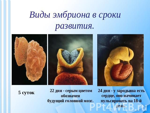 Виды эмбриона в сроки развития. 5 суток 22 дня - серым цветом обозначен будущий головной мозг. 24 дня - у зародыша есть сердце, оно начинает пульсировать на 18-й день.