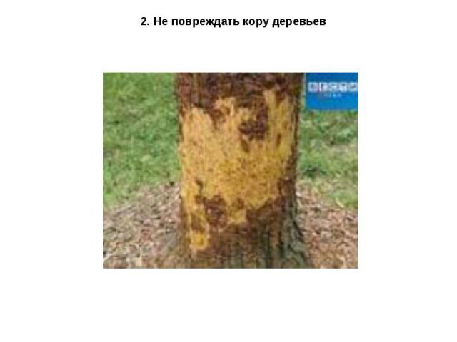 2. Не повреждать кору деревьев