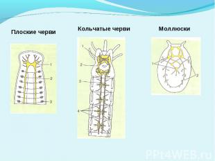 Плоские черви Кольчатые черви Моллюски