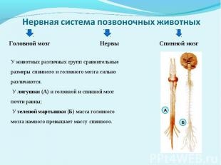 Нервная система позвоночных животных У животных различных групп сравнительные ра