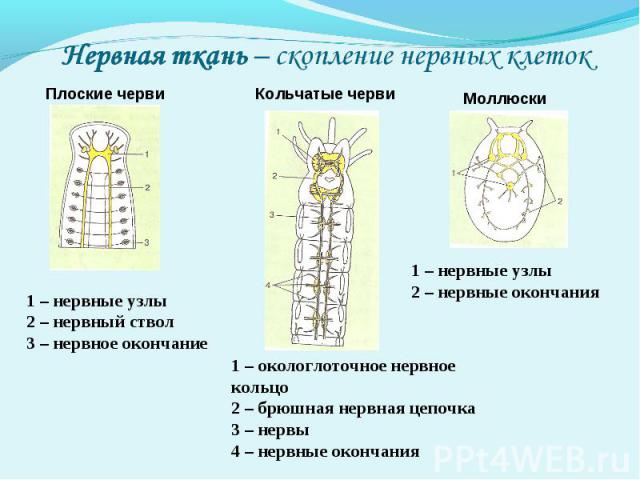 Нервная ткань – скопление нервных клеток Плоские черви 1 – нервные узлы2 – нервный ствол3 – нервное окончание Кольчатые черви 1 – окологлоточное нервное кольцо2 – брюшная нервная цепочка3 – нервы4 – нервные окончания Моллюски 1 – нервные узлы2 – нер…