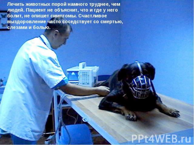 Лечить животных порой намного труднее, чем людей. Пациент не объяснит, что и где у него болит, не опишет симптомы. Счастливое выздоровление часто соседствует со смертью, слезами и болью.