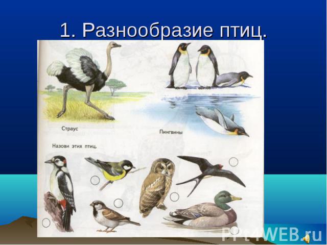 1. Разнообразие птиц.