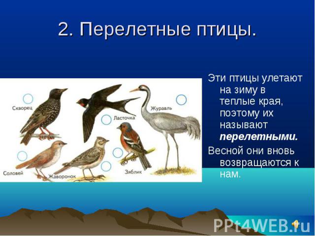 2. Перелетные птицы. Эти птицы улетают на зиму в теплые края, поэтому их называют перелетными.Весной они вновь возвращаются к нам.