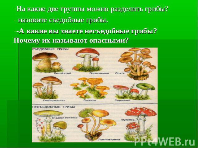 На какие две группы можно разделить грибы? назовите съедобные грибы. -А какие вы знаете несъедобные грибы? Почему их называют опасными?