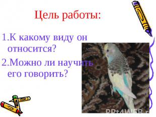 Цель работы:1.К какому виду он относится?2.Можно ли научить его говорить?