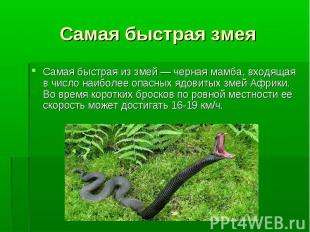 Самая быстрая змея Самая быстрая из змей — черная мамба, входящая в число наибол