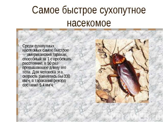 Самое быстрое сухопутное насекомое Среди сухопутных насекомых самое быстрое — американский таракан, способный за 1 с пробежать расстояние, в 50 раз превышающее длину его тела. Для человека эта скорость равнялась бы 330 км/ч, а тараканий рекорд соста…