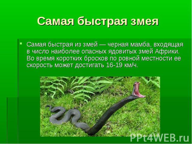 Самая быстрая змея Самая быстрая из змей — черная мамба, входящая в число наиболее опасных ядовитых змей Африки. Во время коротких бросков по ровной местности ее скорость может достигать 16-19 км/ч.