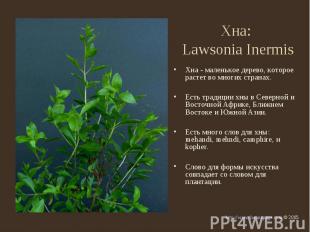 Хна: Lawsonia Inermis Хна - маленькое дерево, которое растет во многих странах.Е