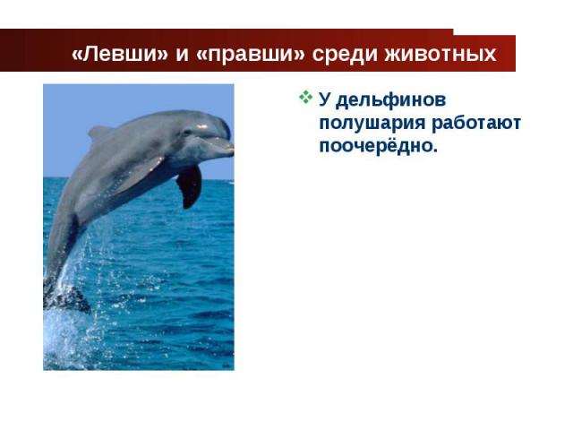 «Левши» и «правши» среди животных У дельфинов полушария работают поочерёдно.