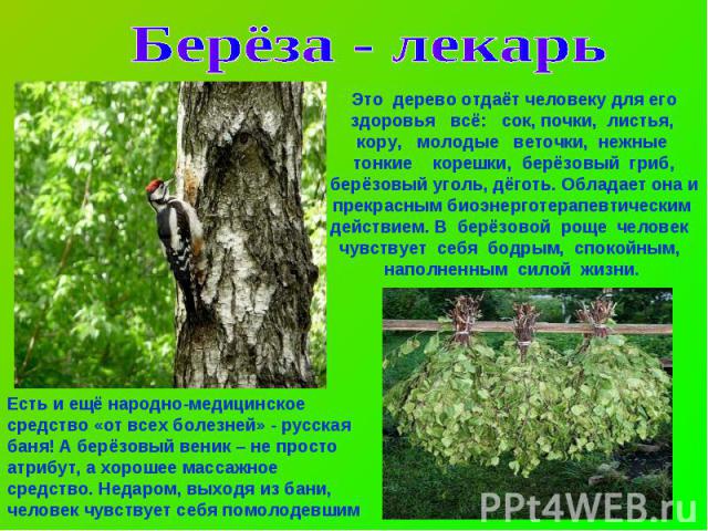 Берёза - лекарь Это дерево отдаёт человеку для его здоровья всё: сок, почки, листья, кору, молодые веточки, нежные тонкие корешки, берёзовый гриб, берёзовый уголь, дёготь. Обладает она и прекрасным биоэнерготерапевтическим действием. В берёзовой рощ…