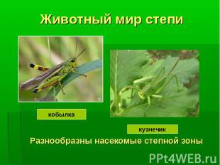 Животный мир степиРазнообразны насекомые степной зоны