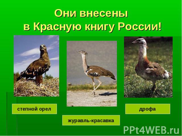 Они внесены в Красную книгу России! степной орел журавль-красавка дрофа