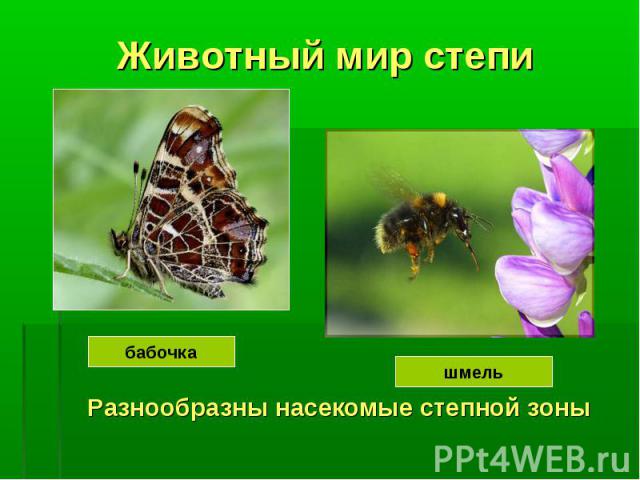 Животный мир степи бабочка шмель Разнообразны насекомые степной зоны