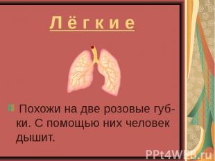 Л ё г к и е Похожи на две розовые губ-ки. С помощью них человек дышит.