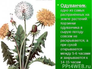 Одуванчик-одно из самых распранённых на земле растений. Корзинки одуванчика в сы