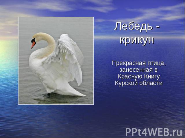 Лебедь - крикун Прекрасная птица, занесенная в Красную Книгу Курской области