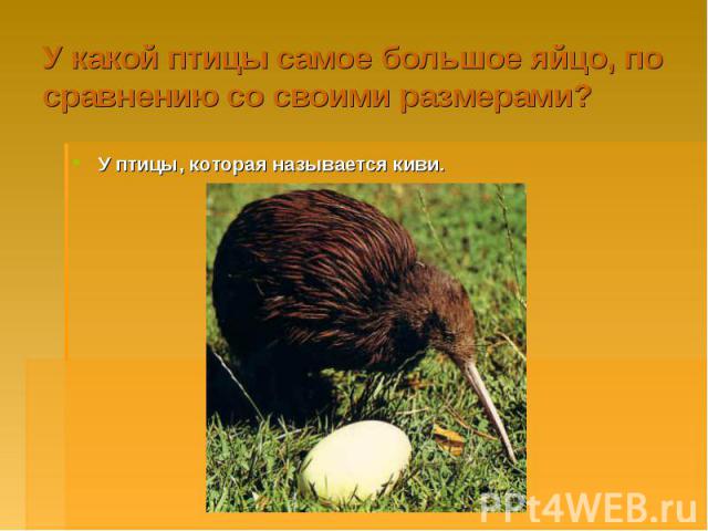 У какой птицы самое большое яйцо, по сравнению со своими размерами? У птицы, которая называется киви.
