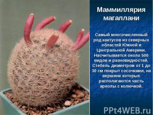 Маммиллярия магалланиСамый многочисленный род кактусов из северных областей Южно