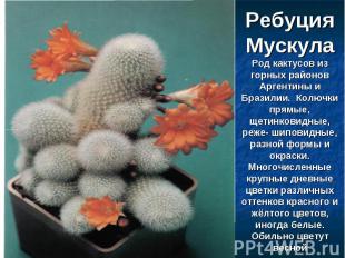 Ребуция МускулаРод кактусов из горных районов Аргентины и Бразилии. Колючки прям