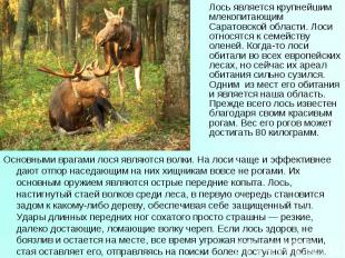Лось является крупнейшим млекопитающим Саратовской области. Лоси относятся к сем