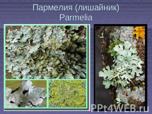 Пармелия (лишайник)Parmelia