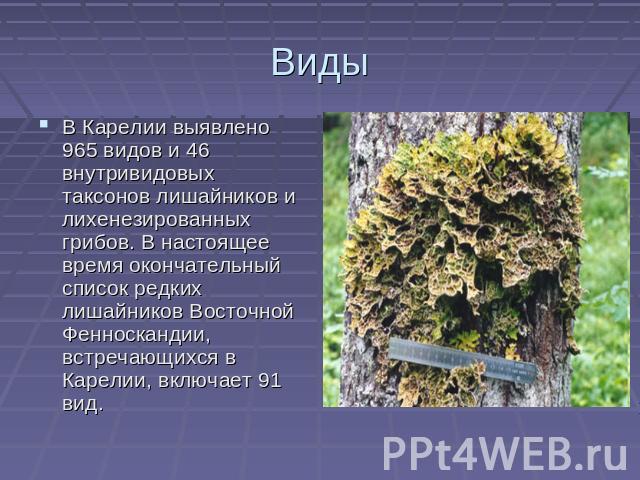 ВидыВ Карелии выявлено 965 видов и 46 внутривидовых таксонов лишайников и лихенезированных грибов. В настоящее время окончательный список редких лишайников Восточной Фенноскандии, встречающихся в Карелии, включает 91 вид.