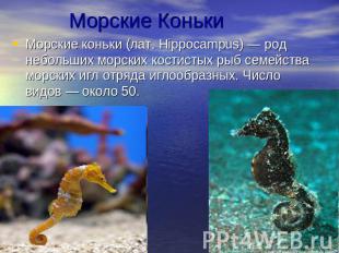 Морские КонькиМорские коньки (лат. Hippocampus) — род небольших морских костисты