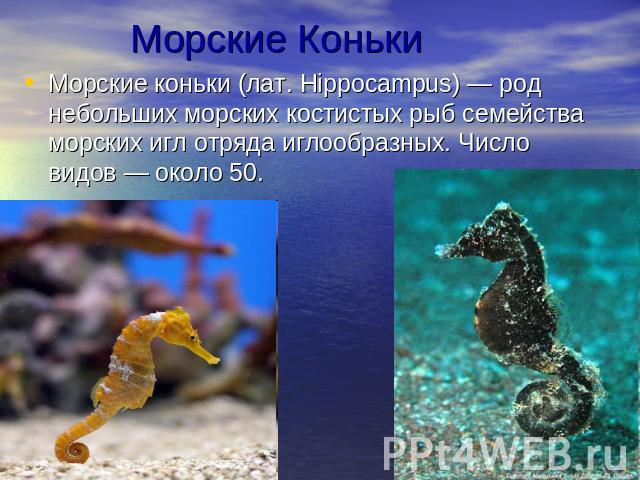 Морские КонькиМорские коньки (лат. Hippocampus) — род небольших морских костистых рыб семейства морских игл отряда иглообразных. Число видов — около 50.