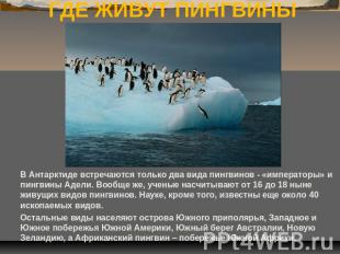ГДЕ ЖИВУТ ПИНГВИНЫ В Антарктиде встречаются только два вида пингвинов - «императ