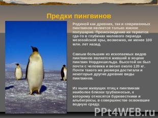 Родиной как древних, так и современных пингвинов является только южное полушарие