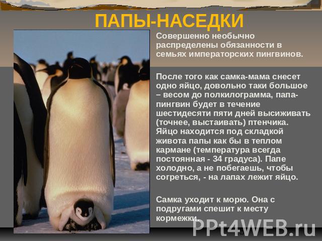 ПАПЫ-НАСЕДКИ Совершенно необычно распределены обязанности в семьях императорских пингвинов. После того как самка-мама снесет одно яйцо, довольно таки большое – весом до полкилограмма, папа-пингвин будет в течение шестидесяти пяти дней высиживать (то…