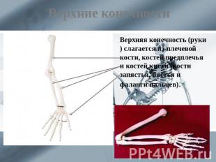 Верхние конечности Верхняя конечность (руки) слагается из плечевой кости, костей