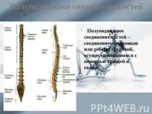 Полуподвижное соединение костей Полуподвижное соединение костей – соединением по