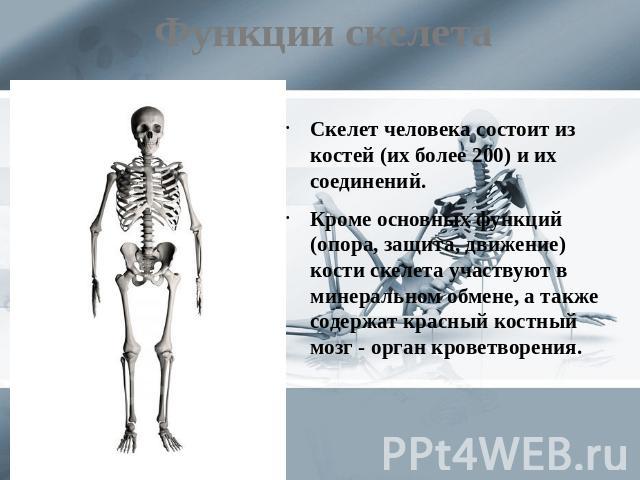 Функции скелета Скелет человека состоит из костей (их более 200) и их соединений. Кроме основных функций (опора, защита, движение) кости скелета участвуют в минеральном обмене, а также содержат красный костный мозг - орган кроветворения.