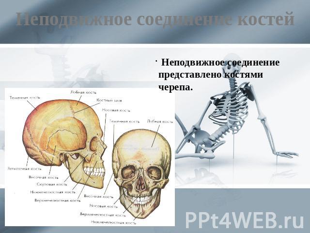 Неподвижное соединение костей Неподвижное соединение представлено костями черепа.